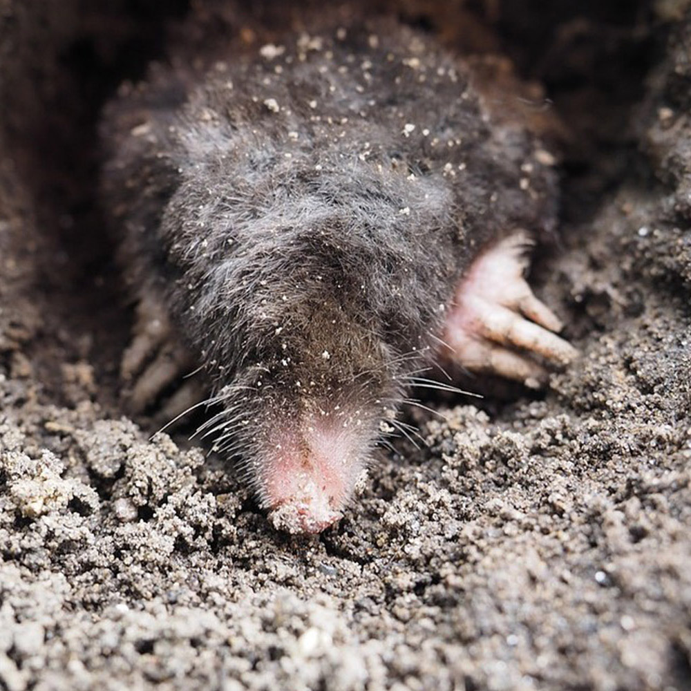 Mole in the garden