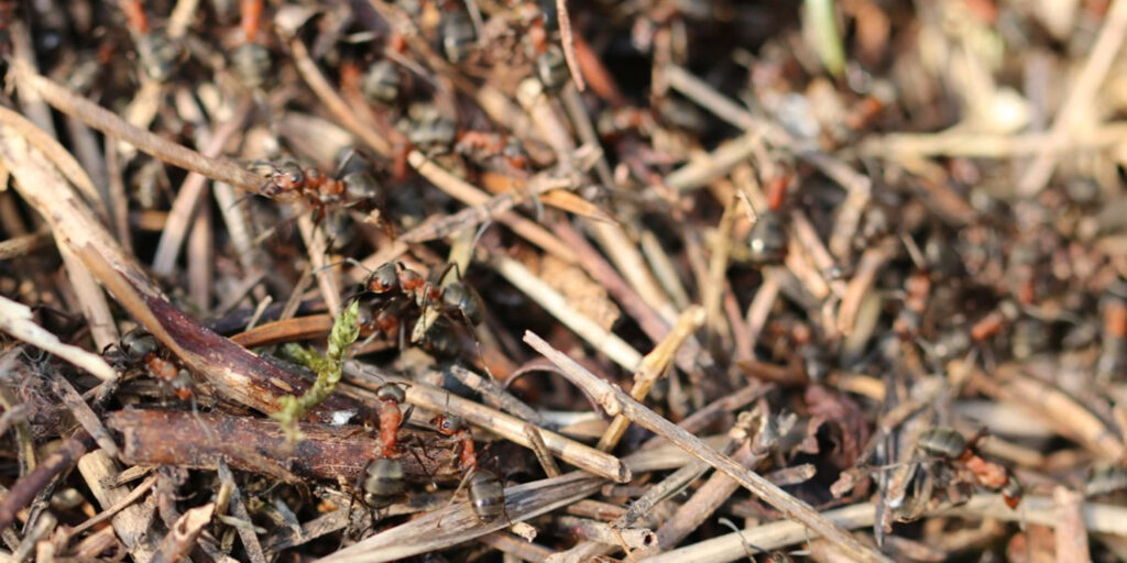 Ants in the garden