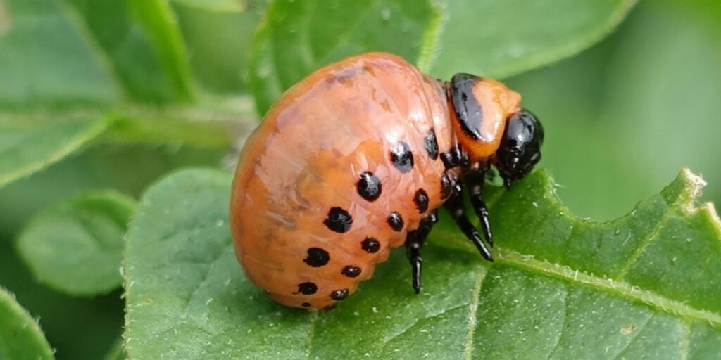 Colorado potato beetle larva