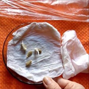 Seeds placed on wet paper towels to check germination