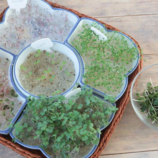 microgreens on hydrogel