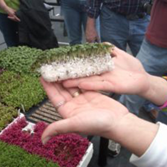 photo of microgreens on perlite
