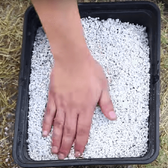 photo perlite for growing microgreens