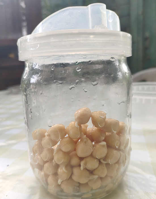 photo sprouting chickpeas