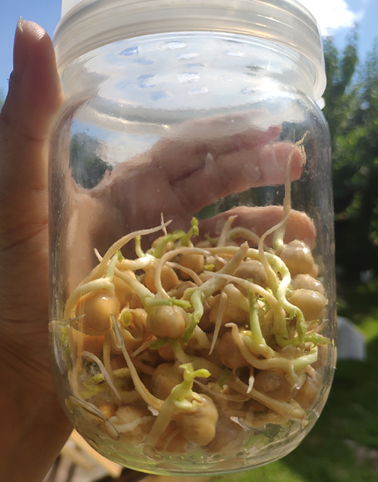 photo sprouting chickpeas