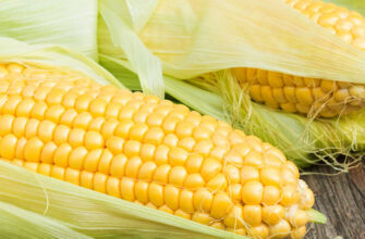 фото сахарная кукуруза