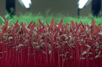 микрозелень