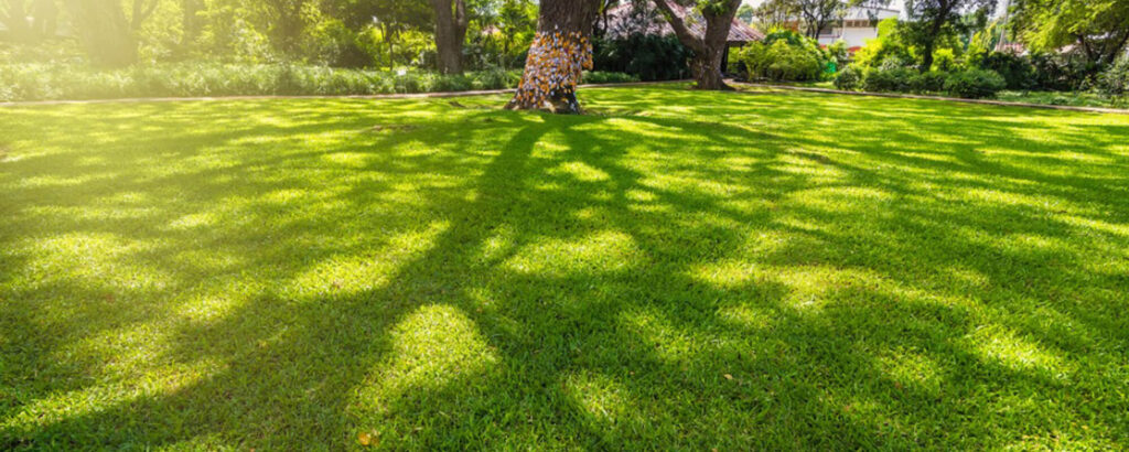 shade-tolerant lawn