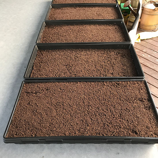 photo peat for microgreening