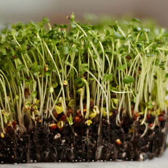 photo of microgreens on peat