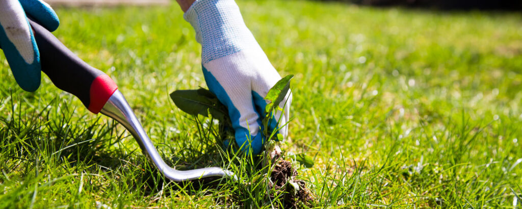 lawn weed removal
