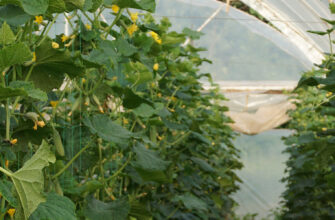 огурцы в теплице рус