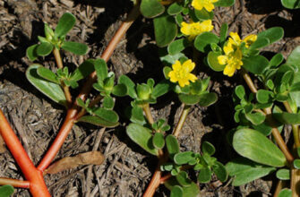 фото сьедобные сорняки