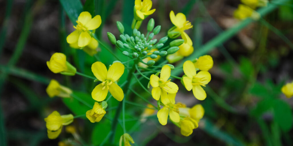 Close-up image of dog mustard, an edible weed commonly found in vegetable gardens
