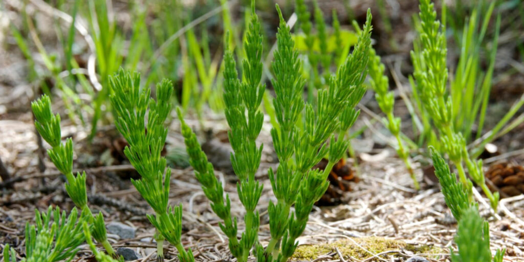 Close-up image of field horsetail, a medicinal and edible plant commonly found in gardens