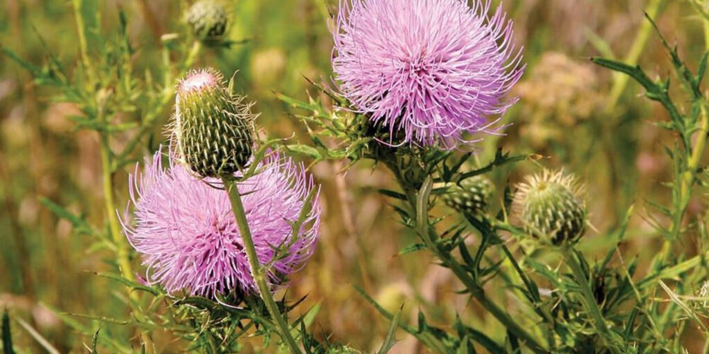 Close-up image of Canadian thistle, a common edible and medicinal weed in gardens