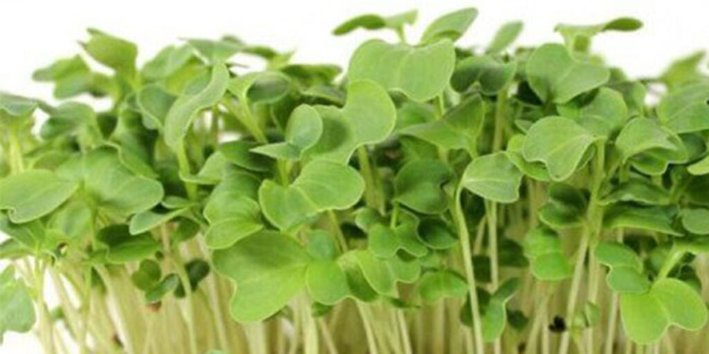 microgreens of white cabbage