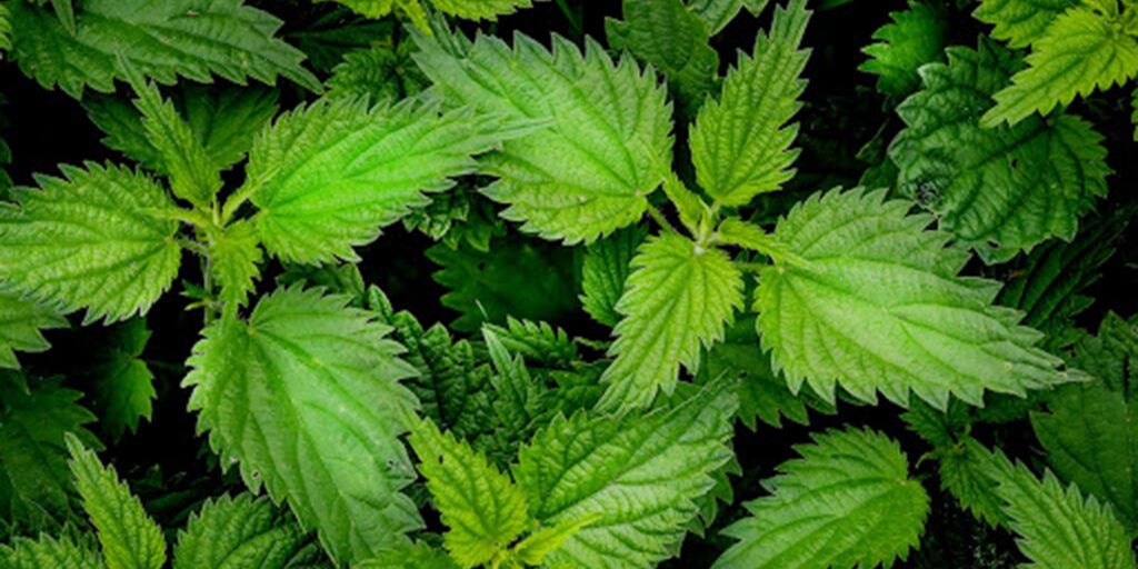 Close-up image of stinging nettle growing in a garden, an edible and medicinal plant