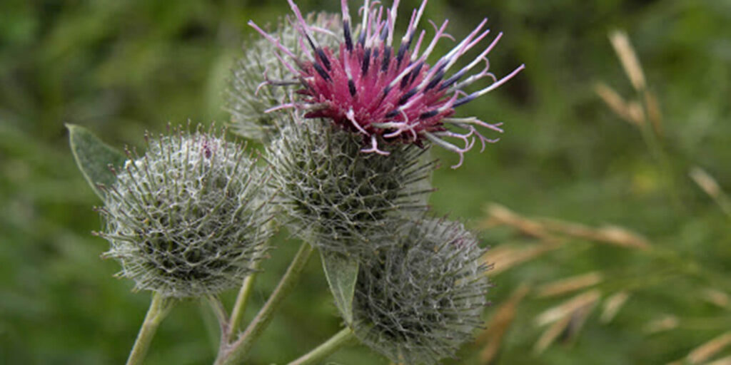 Close-up image of burdock flowers, an edible and medicinal plant found in gardens