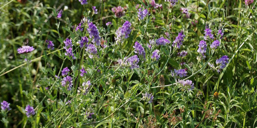 Close-up image of alfalfa, a nutritious plant commonly found in gardens and used as fodder