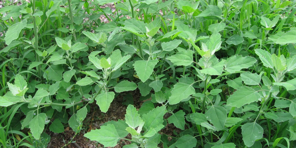 Close-up image of white goosefoot, also known as lamb's quarters, an edible weed in vegetable gardens