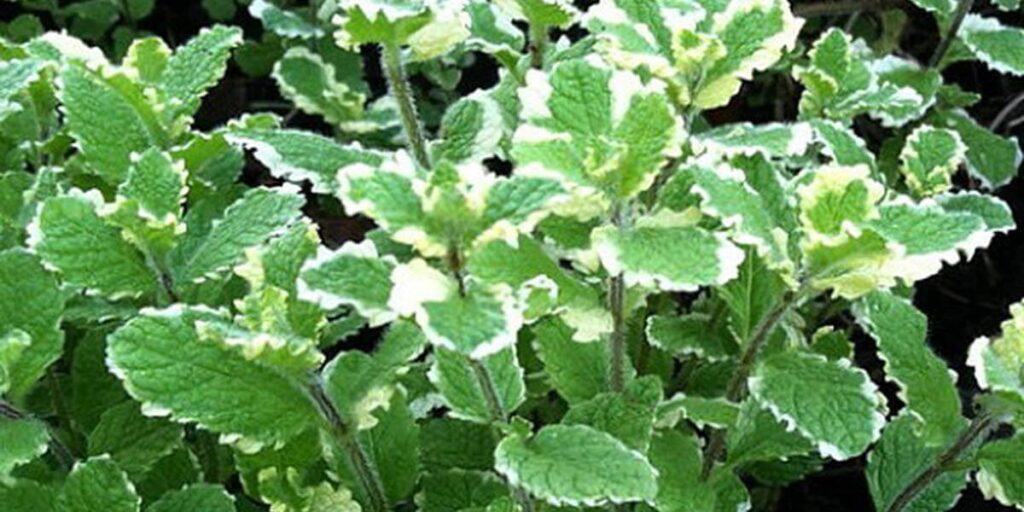 photo pineapple mint