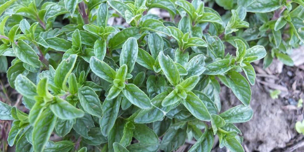 photo mint bolotnaya