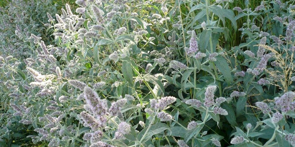 photo long-leaved mint