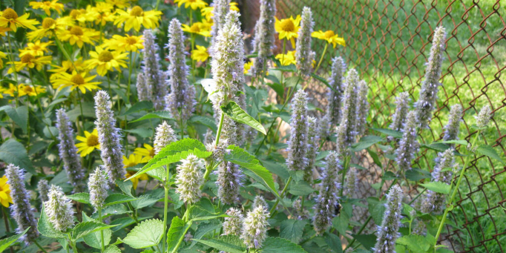 photo of Korean mint