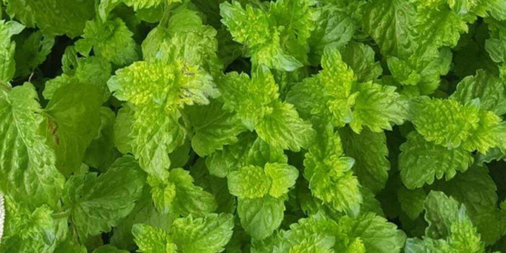 photo mint kucheravaya