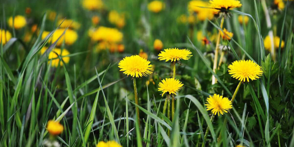 Close-up image of garden dandelion, an edible and medicinal plant commonly found in vegetable gardens
