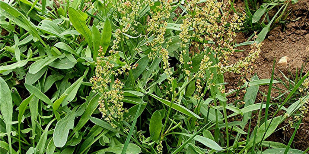 Close-up image of sheep sorrel, an edible weed often found in vegetable gardens