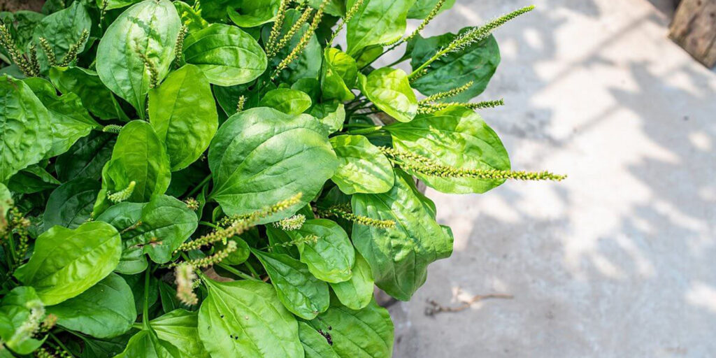 Close-up image of plantain, a common edible and medicinal plant found in vegetable gardens