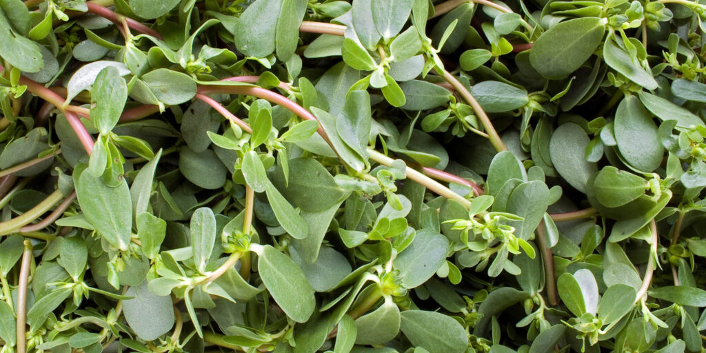 Close-up image of edible purslane growing in a vegetable garden