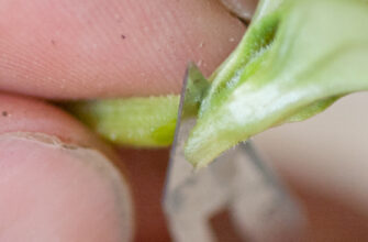 фото прививка огурца