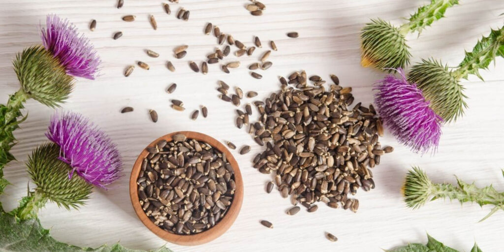 Close-up image of milk thistle, a medicinal and edible plant commonly found in gardens