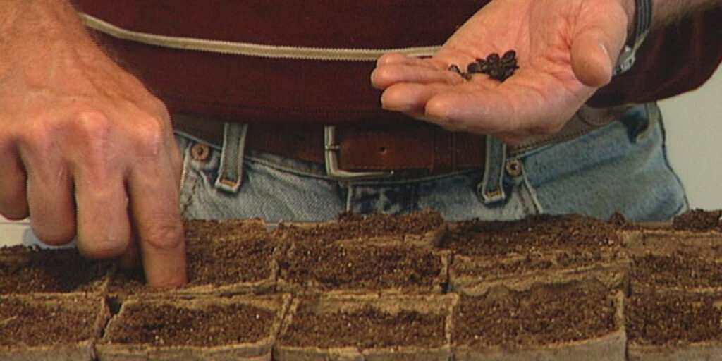 sowing seeds in peat pots