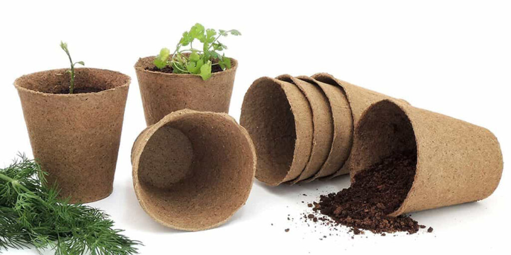 planting in peat pots