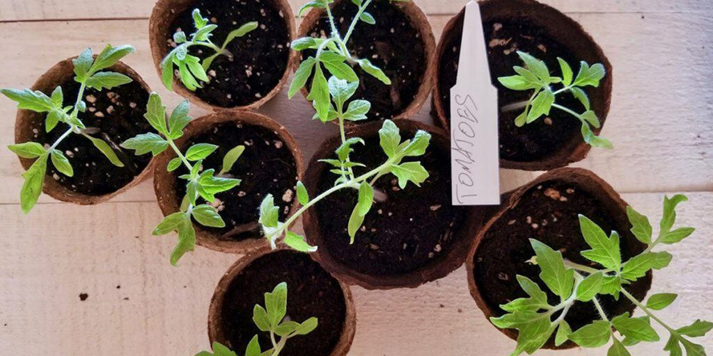 tomato seedlings in peat pots
