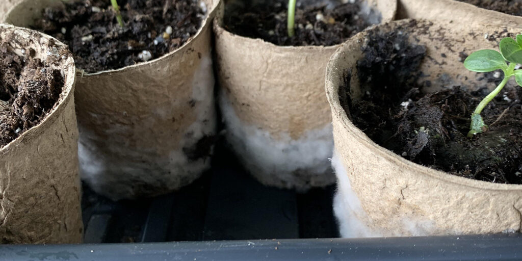 mold on peat pots