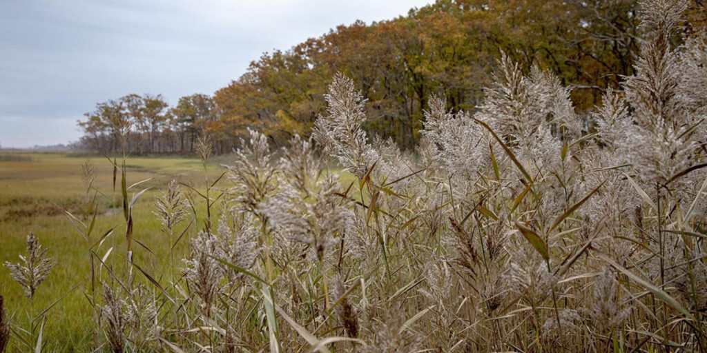 Close-up image of common reed, a tall grass often found near water and in garden surroundings