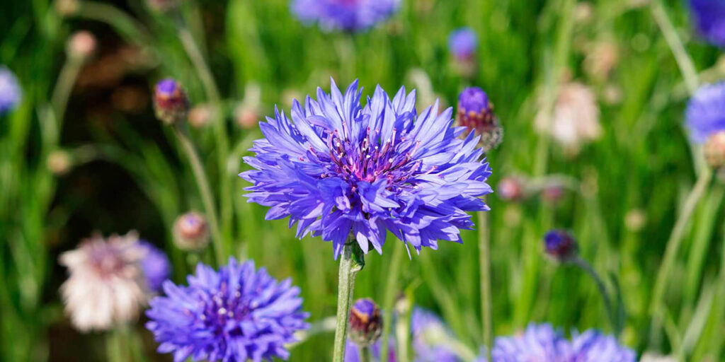 Close-up image of common cornflower, a flowering plant often found in gardens and fields