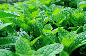фото выращивание мяты