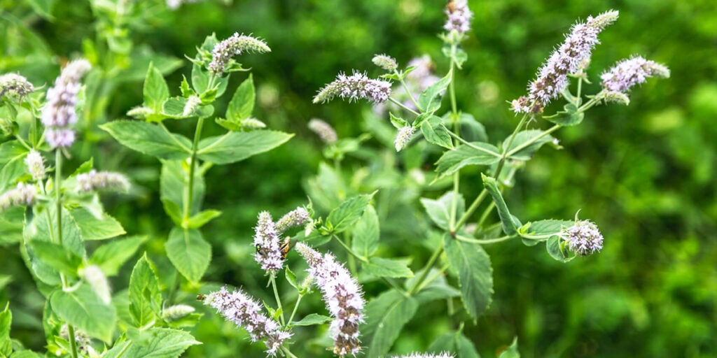 mint flowering