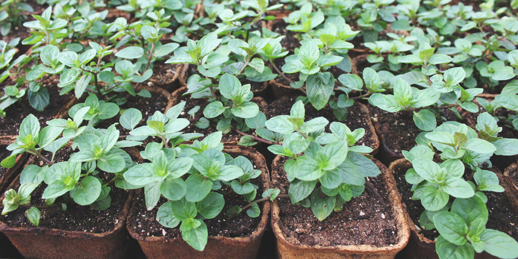 growing mint from seed