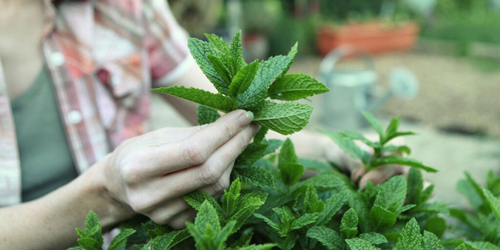 Pruning mint