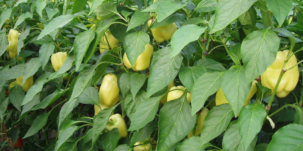 sweet pepper with fruits, sweet pepper plants, ripe peppers on bushes, pepper harvest, pepper seedlings, healthy vegetable plants