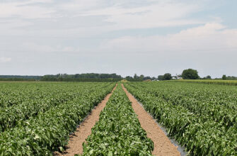 фото поле перца