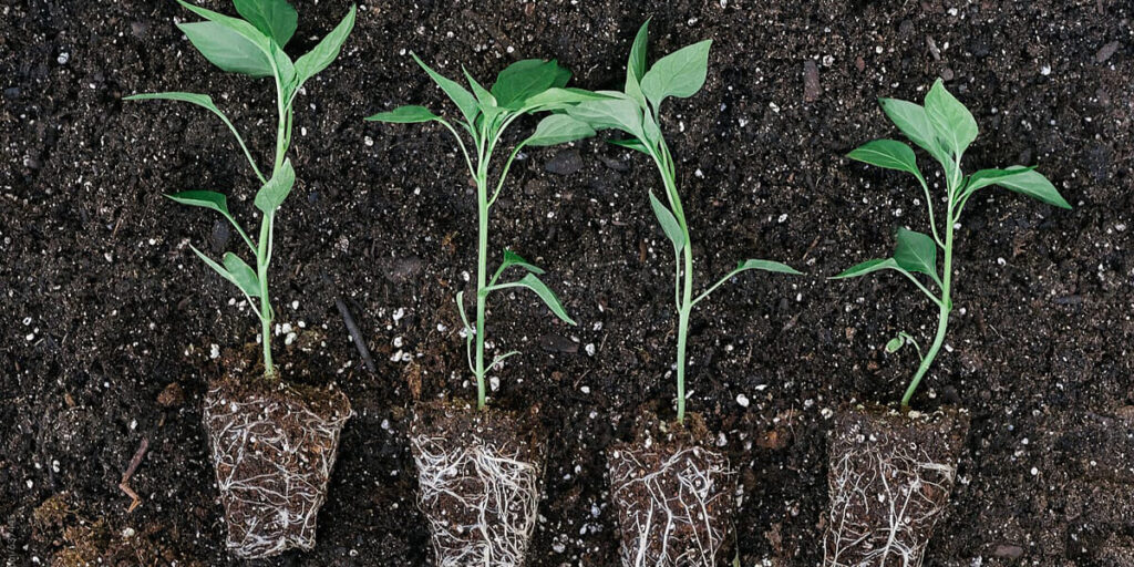 pepper seedlings ready for transplanting, healthy pepper seedlings, strong pepper plants, vegetable seedlings ready to plant, garden-ready pepper seedlings