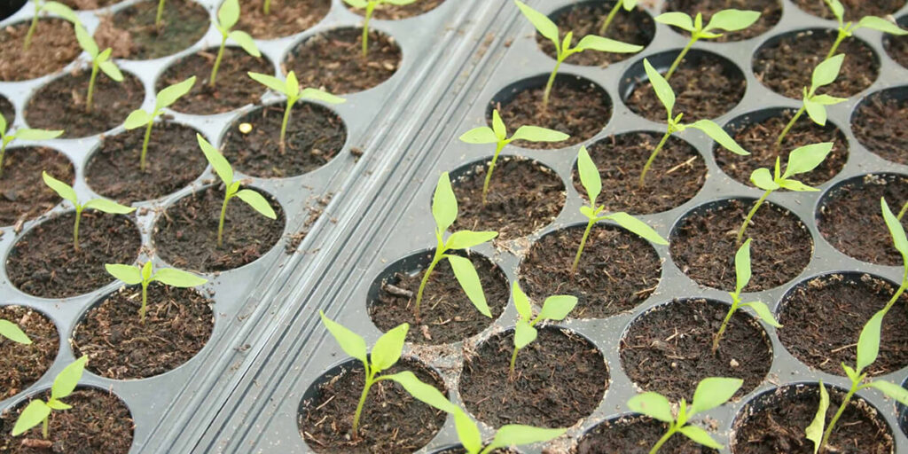 pepper seedlings in trays, pepper seedlings in cassettes, young pepper plants, vegetable seedlings, healthy pepper sprouts, seedling trays with peppers